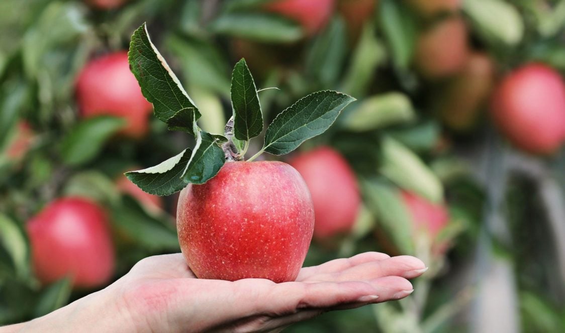Плодовете с най-малко калории - ябълка