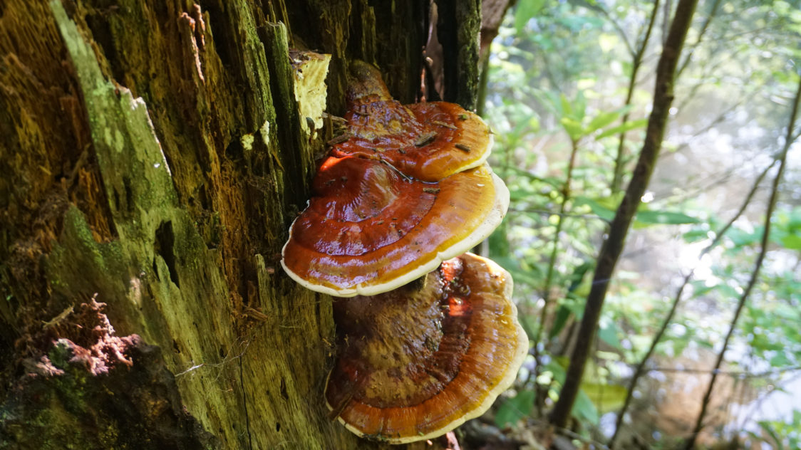 Reishi – huba nesmrteľnosti, ktorá môže zvyšovať bunkovú imunitu