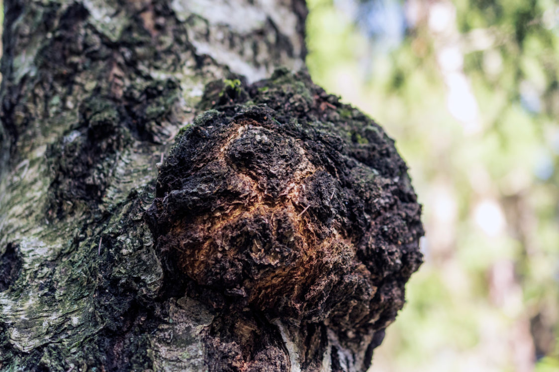 Chaga – vzhľadom pripomína kopu hliny a je prospešná pre zdravie srdca a ciev