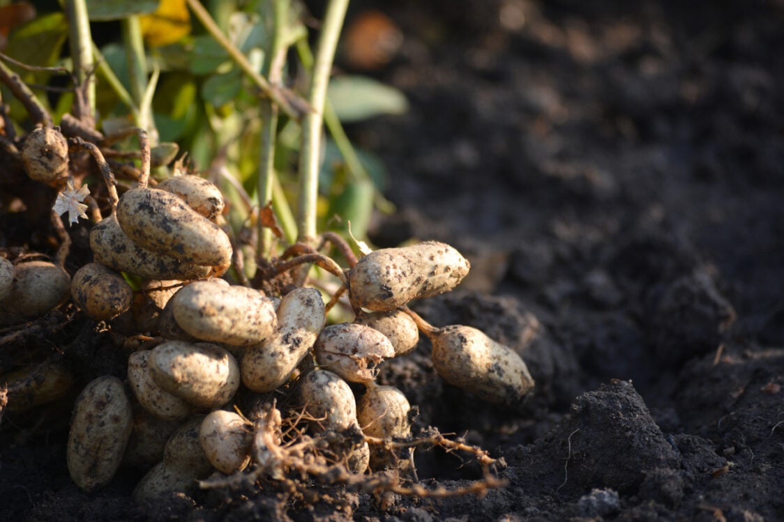 Peanuts are the fruit of the oilseed plant (Arachis hypogaea).
