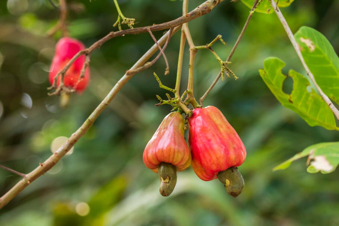 How are cashews cultivated?