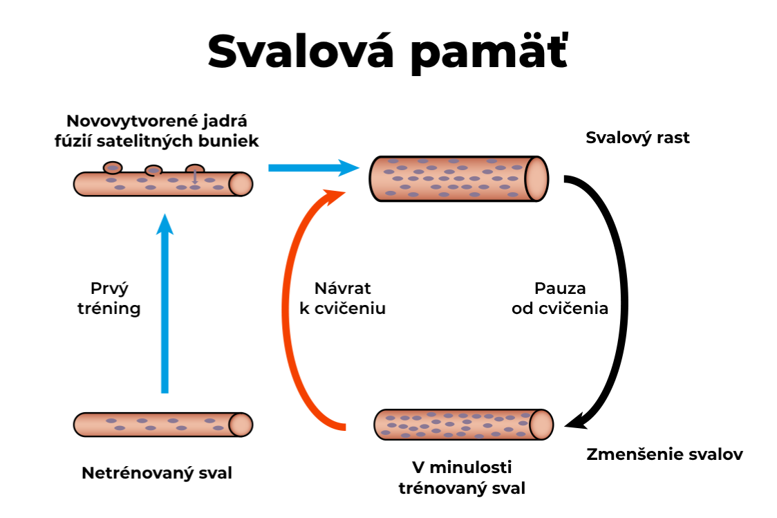 Svalová pamäť