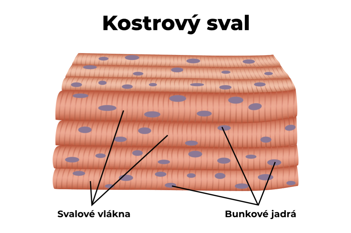 Kostrový sval