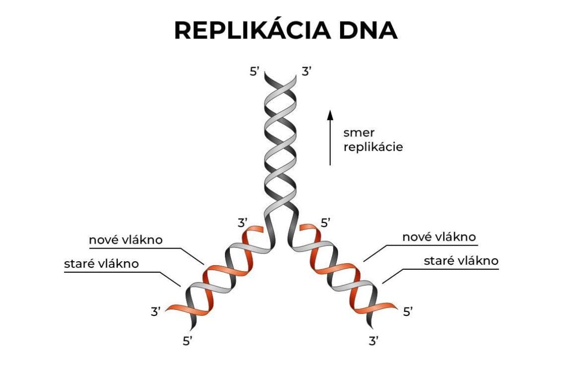 Replikácia DNA, teloméry a stárnutie