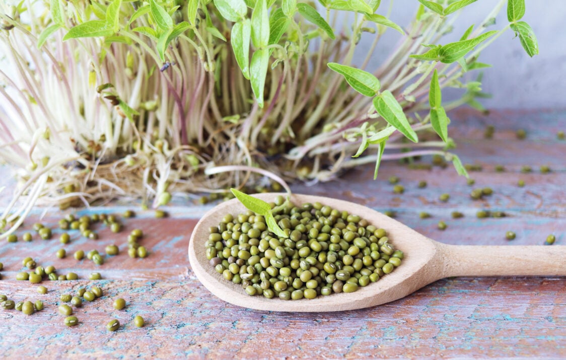 Čo sú antinutričné látky? 