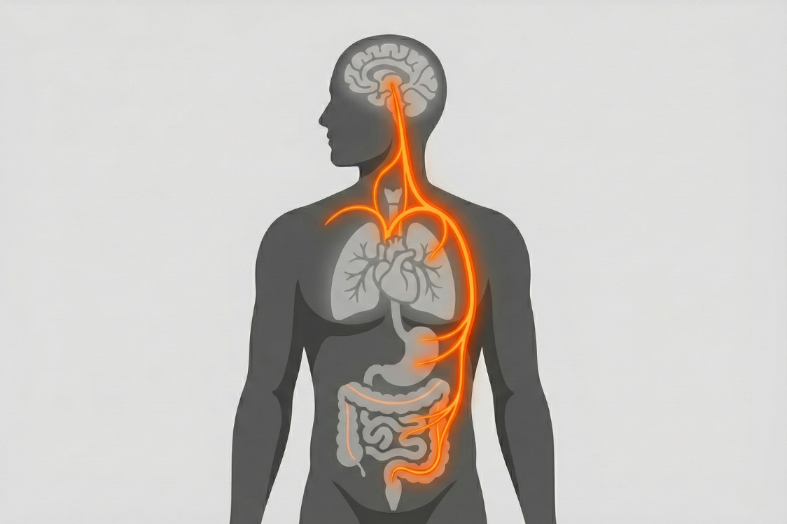 Os črevo-mozog Os črevo-mozog