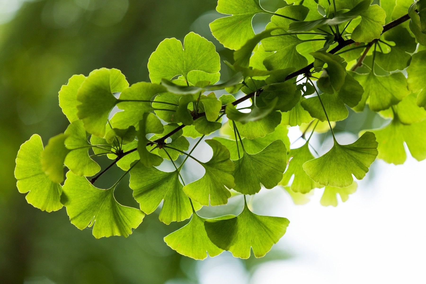 Ginkgo Biloba - Jamieson