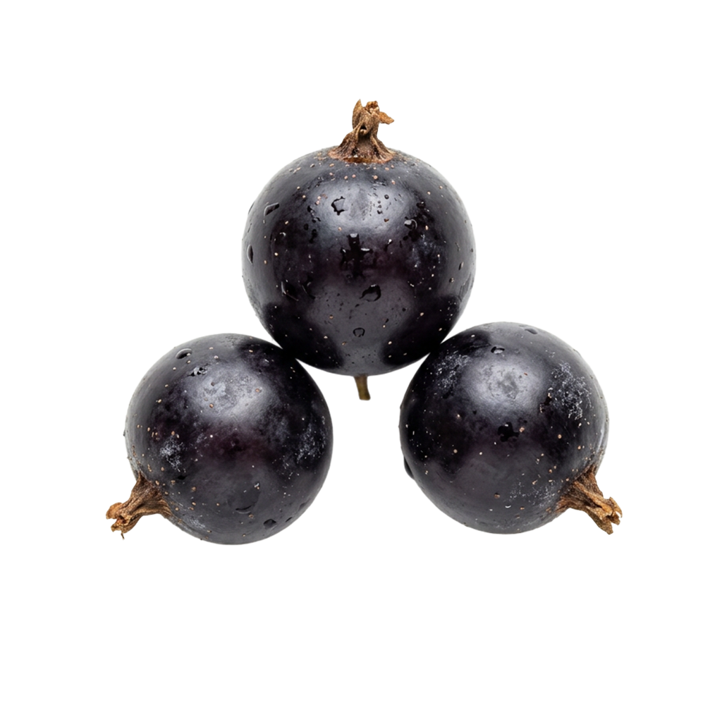 schwarze Johannisbeeren
