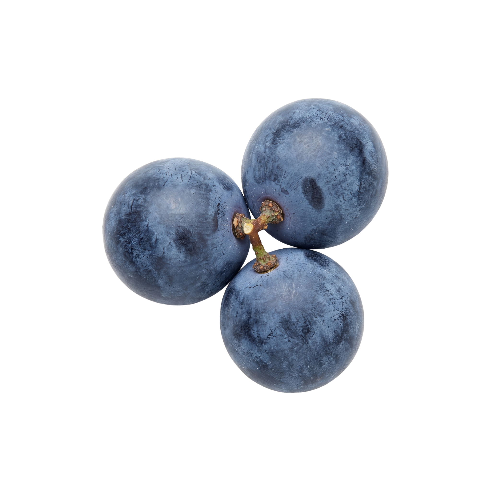 blaue Traube