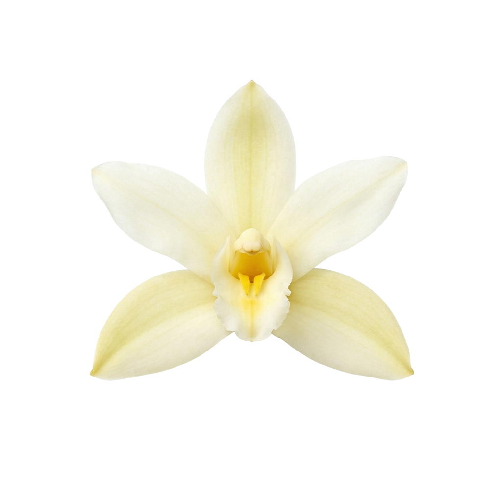 Vanilleeis